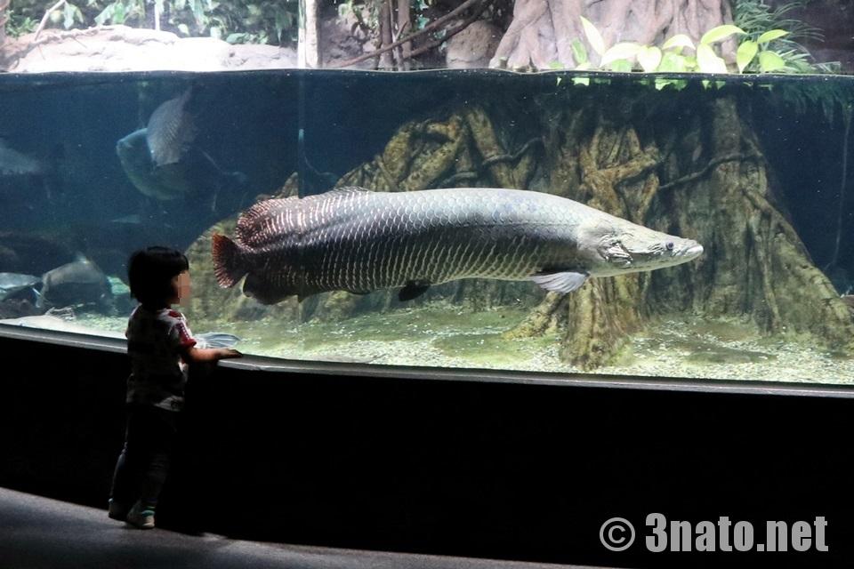 ピラルクー 生きた化石ともいわれる巨大魚はアクア トトぎふの大看板 みなとたいぞうブログ