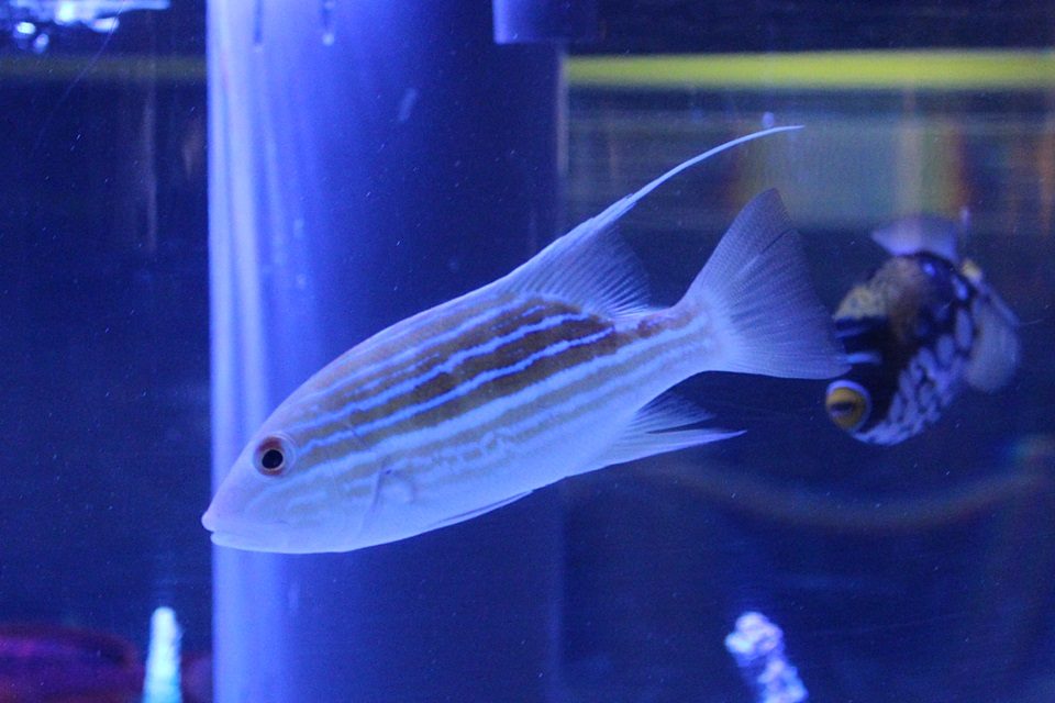 イトヒキフエダイの幼魚