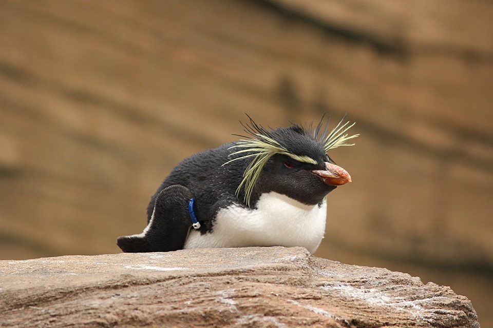 キタイワトビペンギン