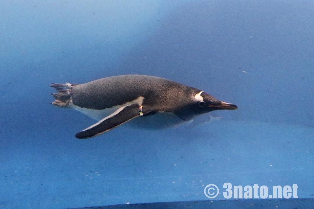 飛ぶように泳ぐジェンツーペンギン（名古屋港水族館）撮影日：2018/12/15
