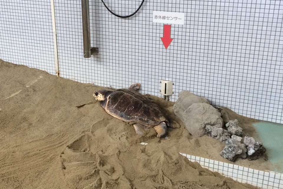 名古屋港水族館　ウミガメの人工砂浜