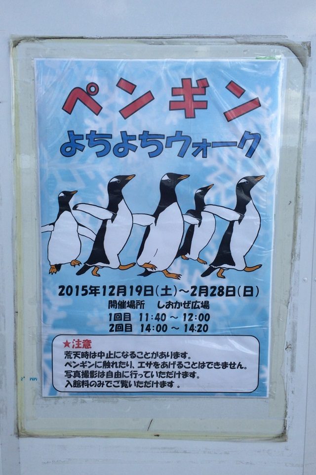 名古屋港水族館　ペンギンよちよちウォーク