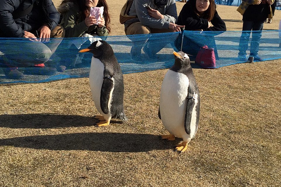 名古屋港水族館　ペンギンよちよちウォーク