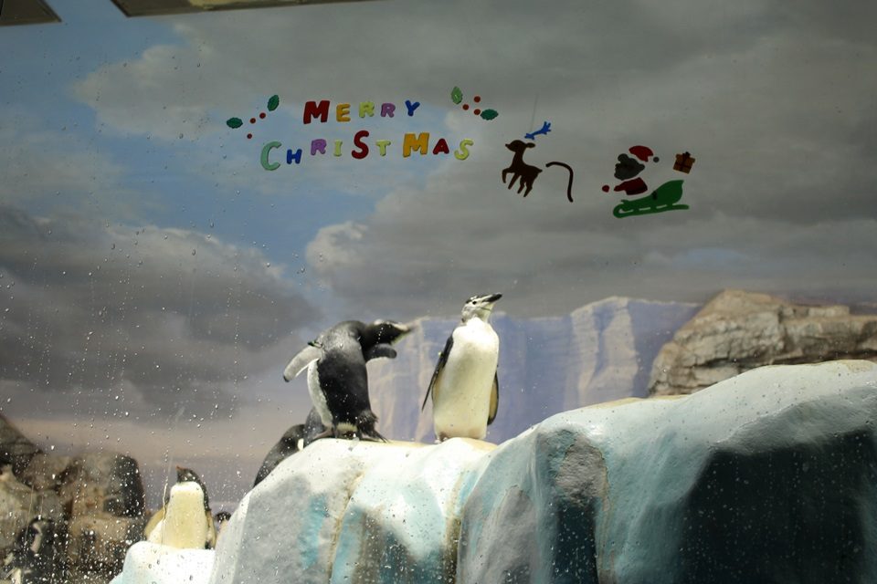 名古屋港水族館　ペンギン水槽