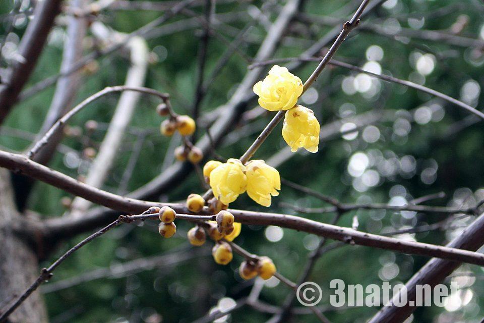 城山八幡宮の梅の花