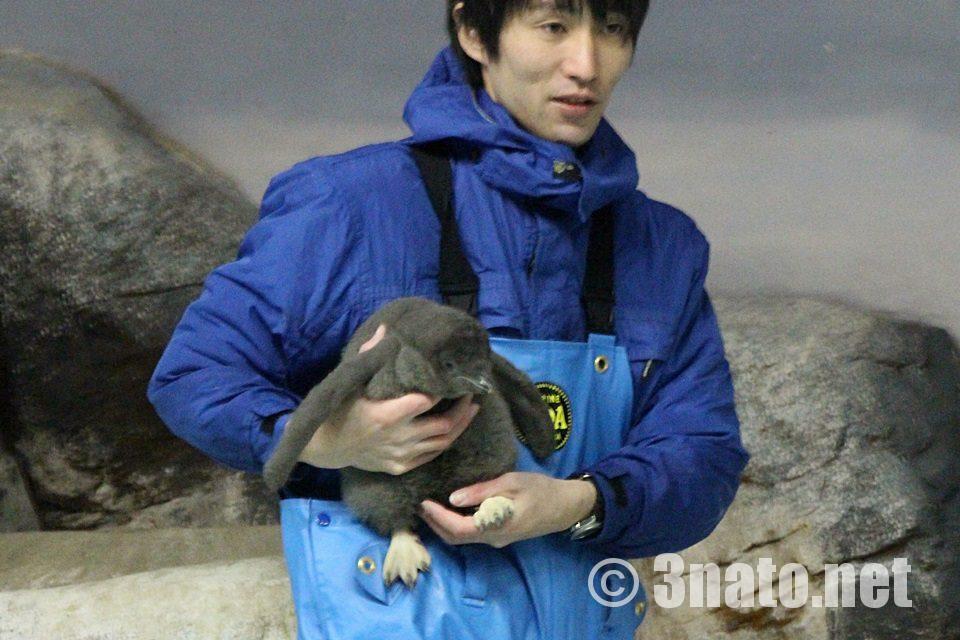 名古屋港水族館　ペンギンの赤ちゃん