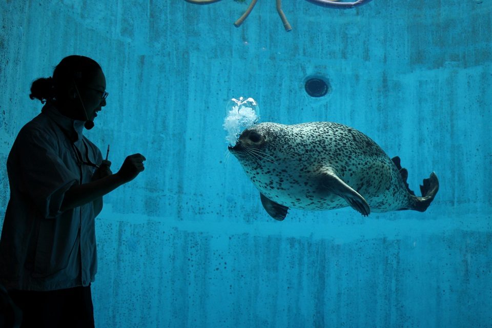 名古屋港水族館のゴマフアザラシ　イベントの模様