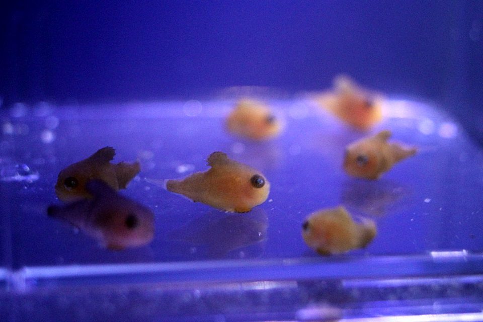 竹島水族館　フウセンウオの赤ちゃん