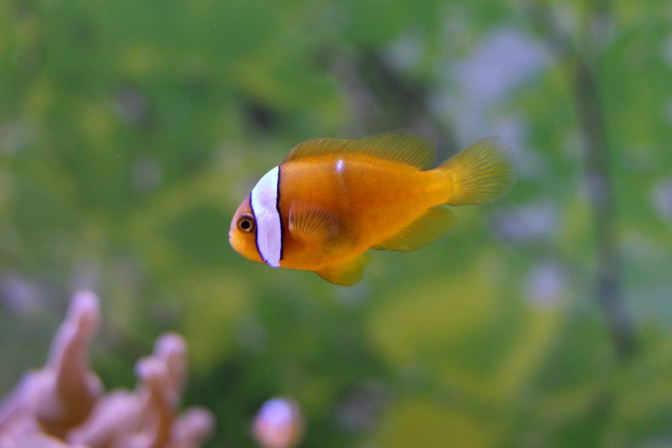 碧南海浜水族館　ハマクマノミの仔魚