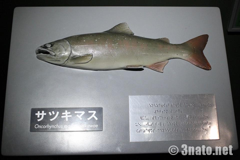 サツキマスの模型（世界淡水魚水族館アクア・トトぎふ）