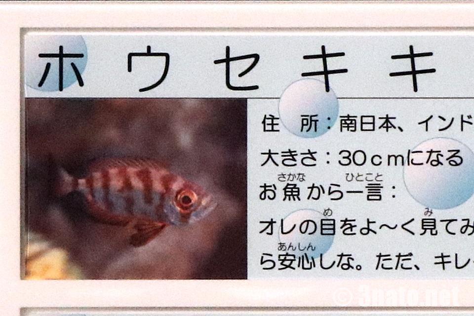 竹島水族館でのホウセキキントキの写真