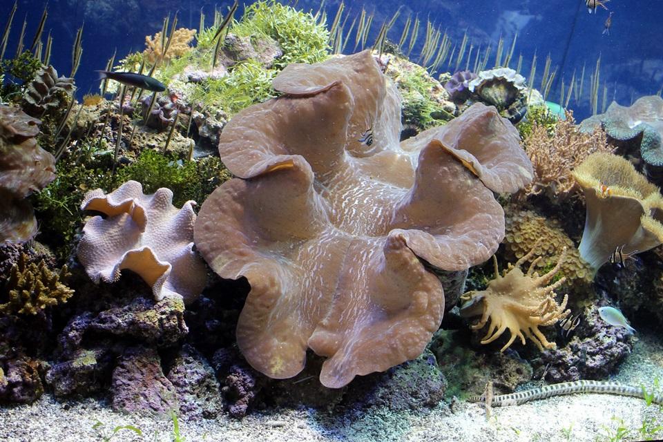 オオシャコガイ 「日本でここだけ！！」！が2つも並ぶ世界最大の貝 