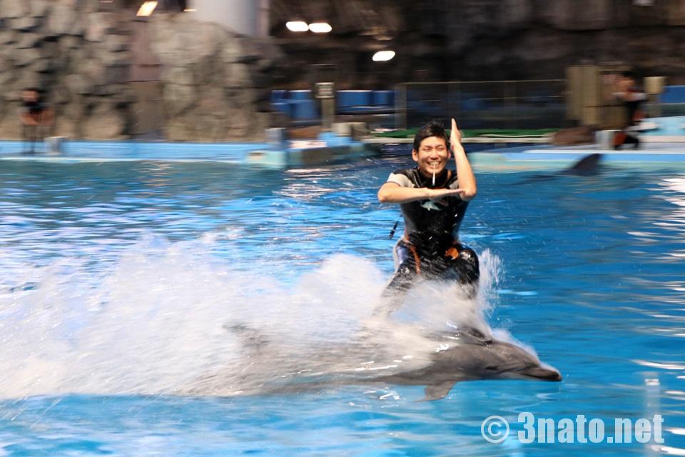 イルカたちのナイトパフォーマンスショー（名古屋港水族館）