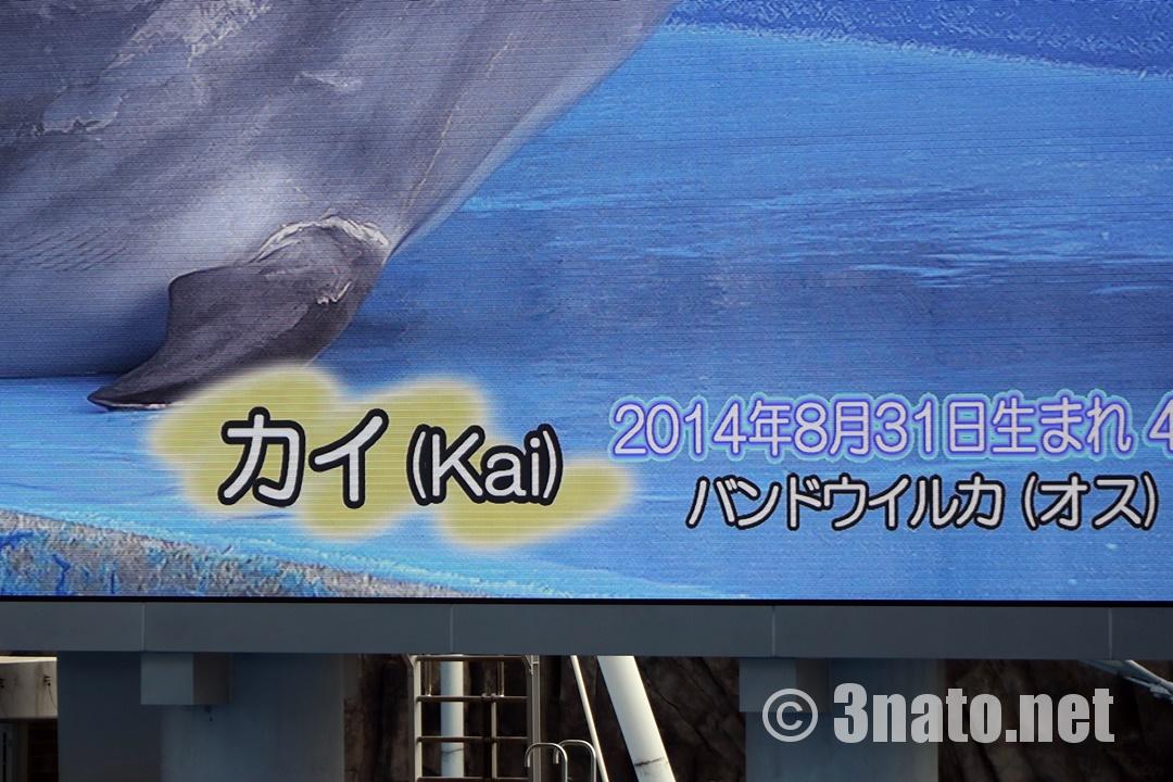 バンドウイルカのジャンプ（名古屋港水族館）撮影日：2018/11/08